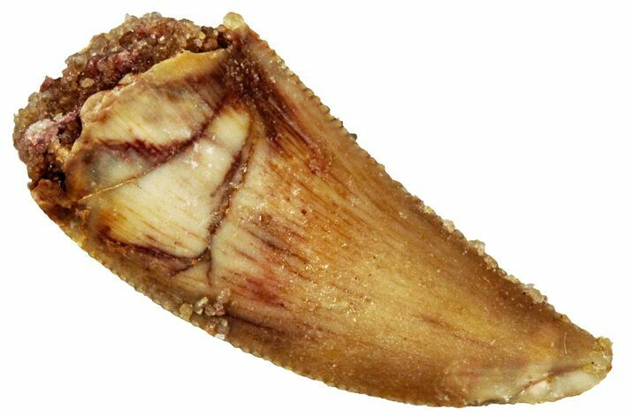 Serrated, Raptor Tooth - Real Dinosaur Tooth #296201